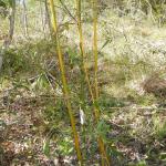 20130925 Fazenda Bambu muda Bambusa vulgaris entre pivô e ovinos 001.jpg