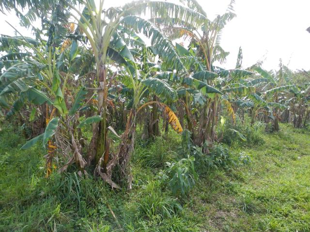 20130925 Fazenda Bananal Manejo 1 antes.jpg