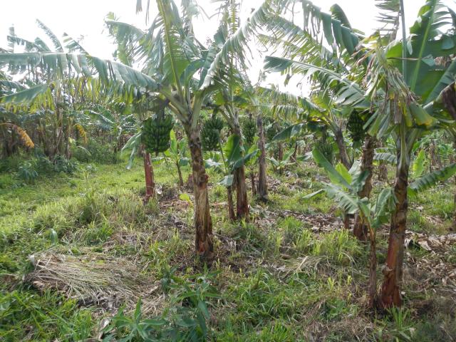 20130925 Fazenda Bananal Manejo 3 depois.jpg