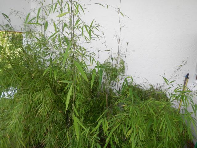 20130925 Fazenda Floração Bambu Drepanostachyum falcatum rema 005.jpg