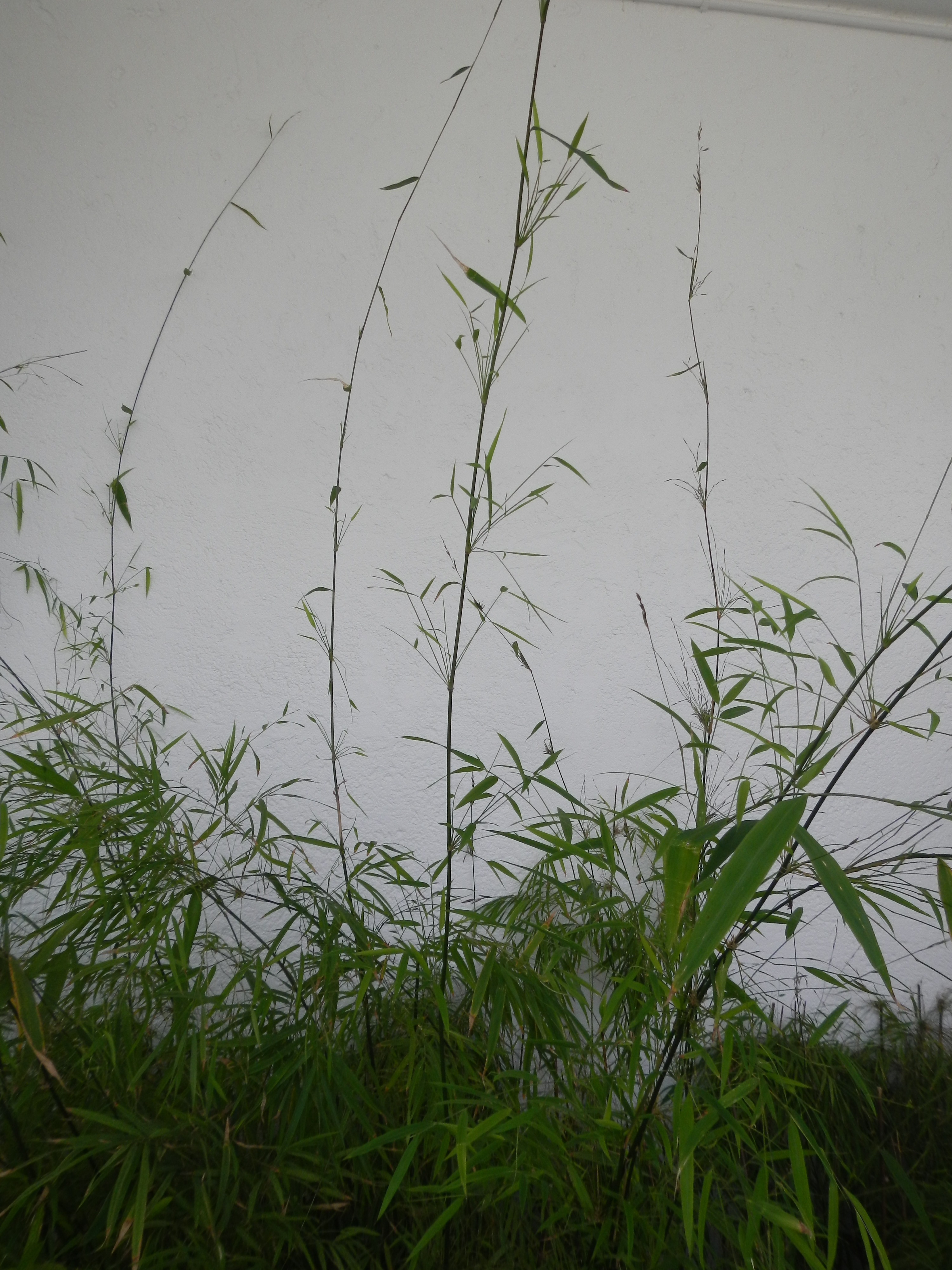 20130925 Fazenda Floração Bambu Drepanostachyum falcatum rema 006.jpg