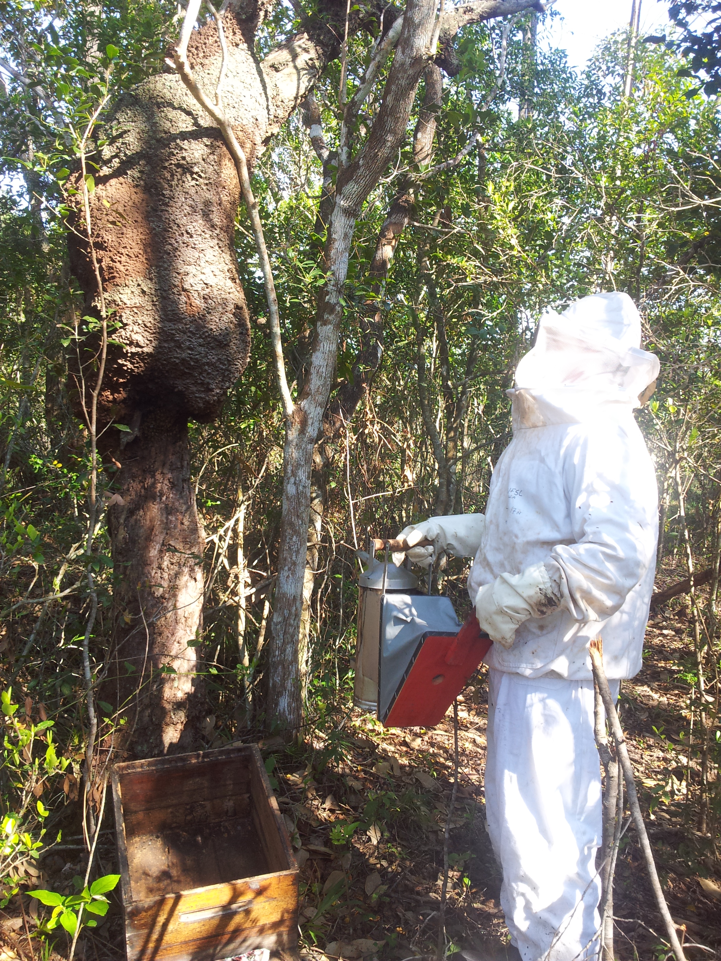 20131002 Fazenda Retirada abelhas apicultura área ovinos.jpg