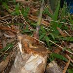 20131014 Fazenda Bambu Bambusa tuldoides rebrote broto.jpg