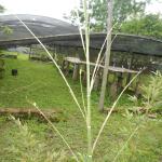 20131023 Fazenda Bambu Phyllostachys pubescens mossô brotação 002.jpg