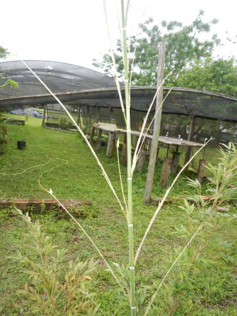 20131023 Fazenda Bambu Phyllostachys pubescens mossô brotação 002.jpg