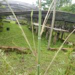 20131023 Fazenda Bambu Phyllostachys pubescens mossô brotação 003.jpg
