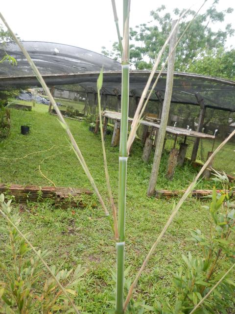 20131023 Fazenda Bambu Phyllostachys pubescens mossô brotação 003.jpg