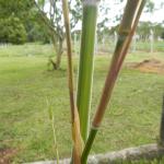 20131023 Fazenda Bambu Phyllostachys pubescens mossô brotação 004.jpg