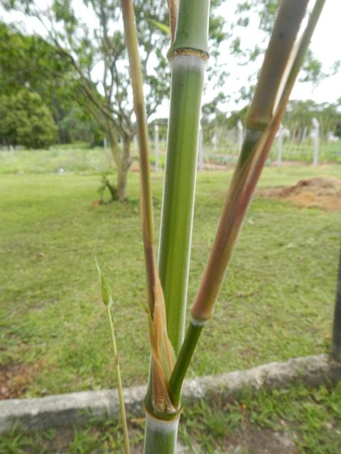 20131023 Fazenda Bambu Phyllostachys pubescens mossô brotação 004.jpg