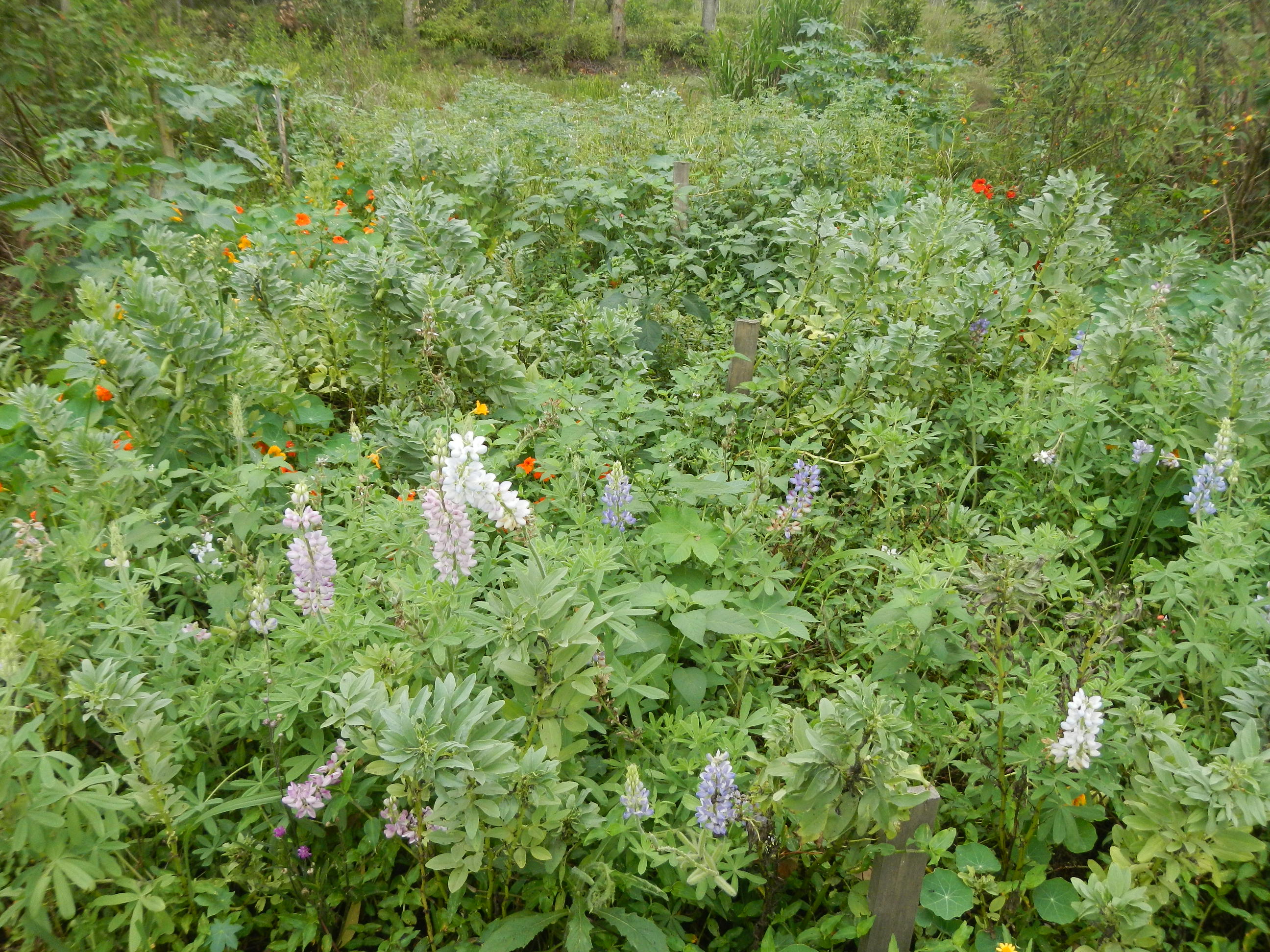 20131025 Fazenda Florada Tremoço ADAGH Agroecologia 007.jpg