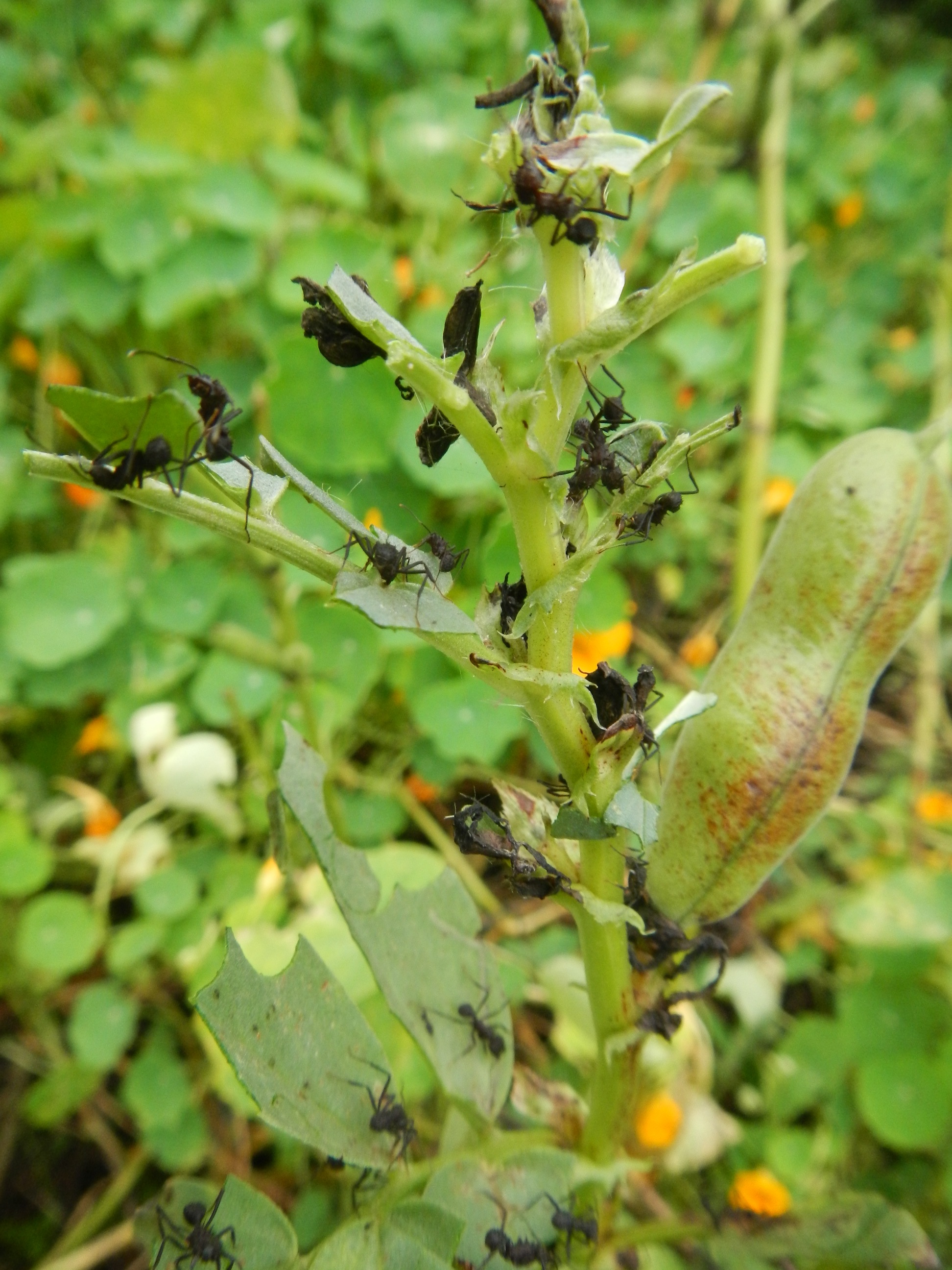 20131025 Fazenda Florada Tremoço ADAGH Agroecologia insetos entomologia formigas 004.jpg