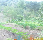 20120519 Permacultura Anitapolis Sitio Silva Aula 030.jpg