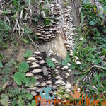 20120519 Permacultura Anitapolis Sitio Silva Aula 038.jpg