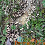 20120519 Permacultura Anitapolis Sitio Silva Aula 040.jpg