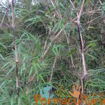 20120519 Permacultura Anitapolis Sitio Silva Aula 041.jpg