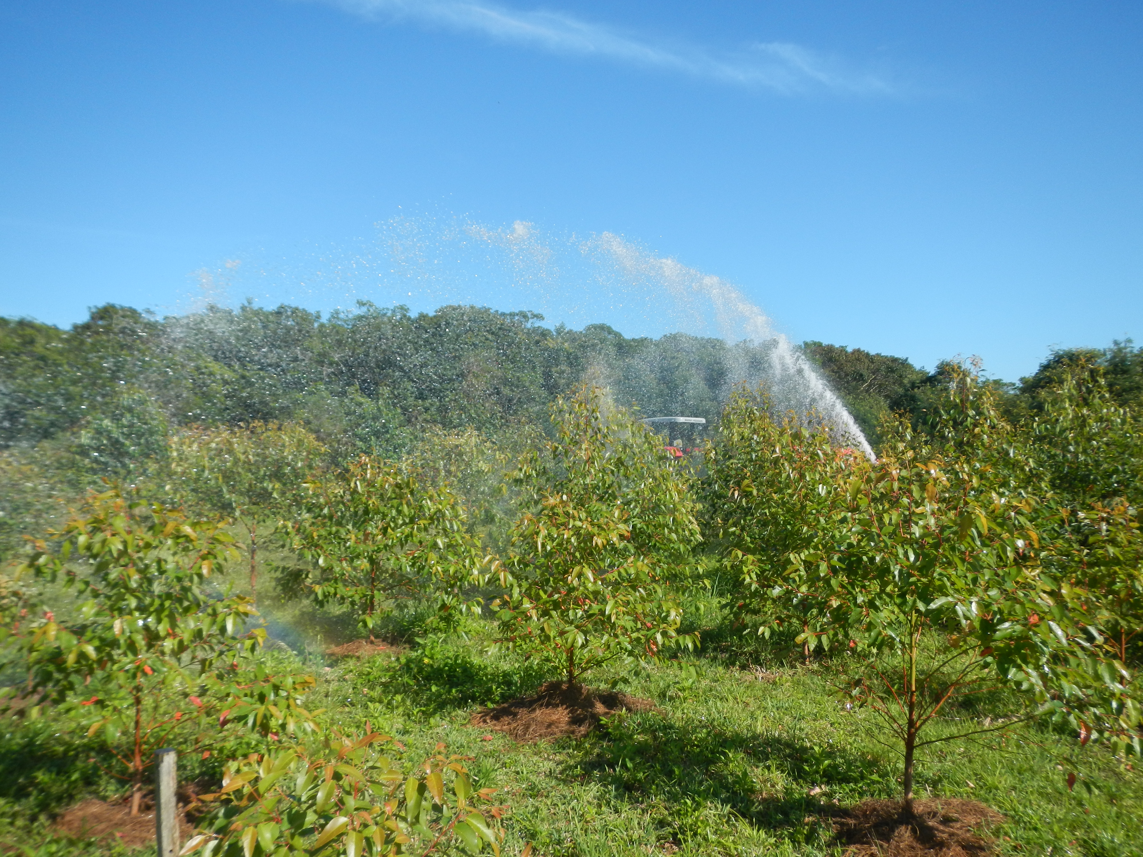 20131029 Fazenda Irrigação canhão tanque áreas silvicultura euca 006.jpg