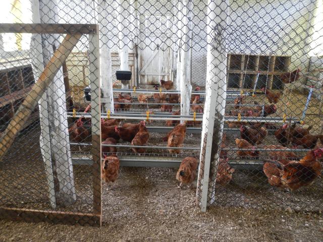 20131104 Fazenda Avicultura divisórias para experimento aviário 001.jpg