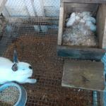 20131104 Fazenda Cunicultura cria filhotes coelhos 001.jpg