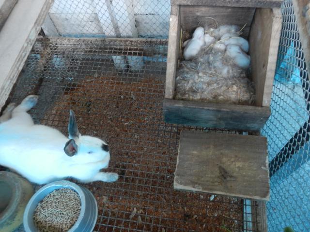 20131104 Fazenda Cunicultura cria filhotes coelhos 001.jpg