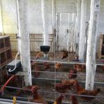 20131104 Fazenda Avicultura divisórias para experimento aviário 002.jpg