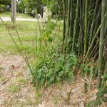 20131107 Fazenda Bambu brotação Bambusa tuldoides lateral 001.jpg