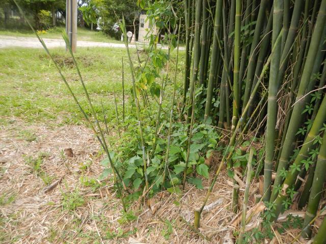 20131107 Fazenda Bambu brotação Bambusa tuldoides lateral 001.jpg