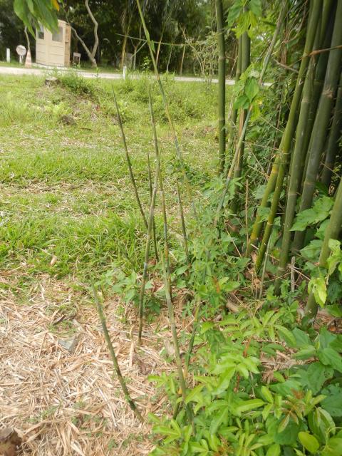 20131107 Fazenda Bambu brotação Bambusa tuldoides lateral 002.jpg