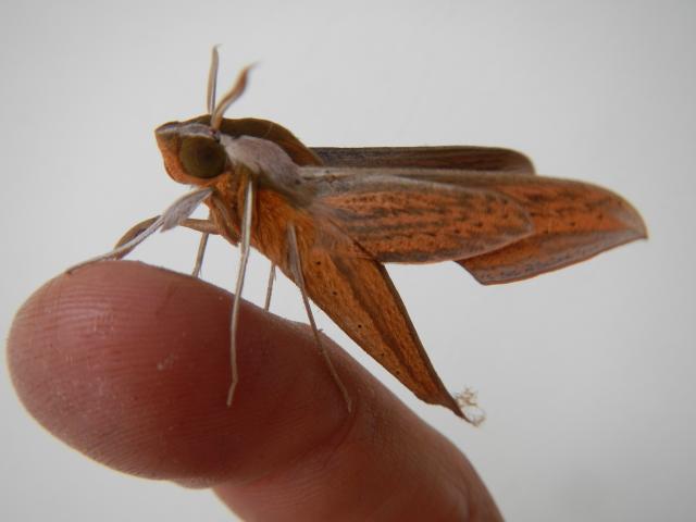 20131119 Fazenda entomologia inseto mariposa 002.jpg