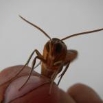 20131119 Fazenda entomologia inseto mariposa 004.jpg