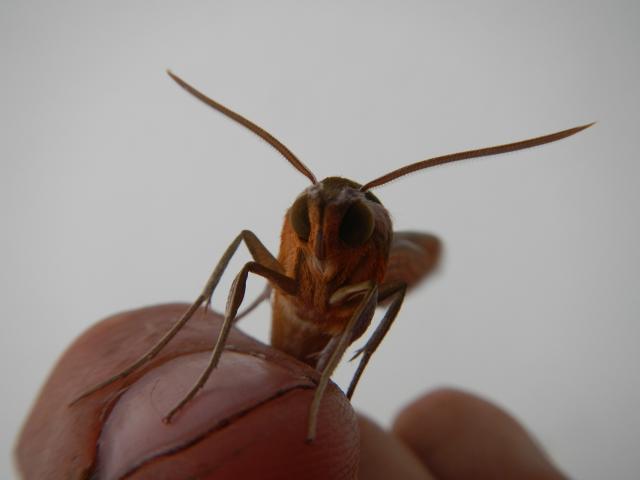 20131119 Fazenda entomologia inseto mariposa 004.jpg