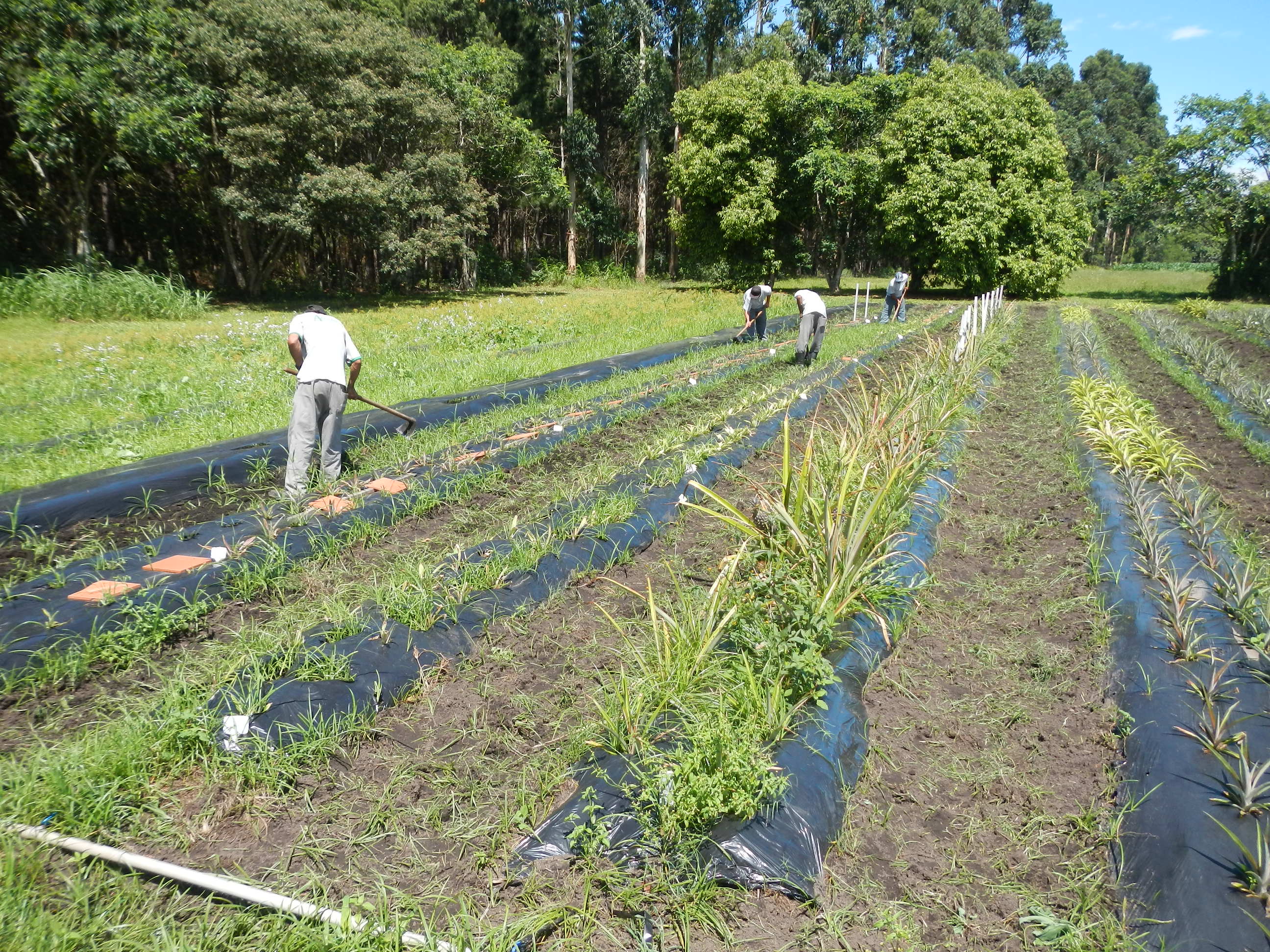 20131126 Fazenda Fruticultura Abacaxis limpeza canteiros.jpg