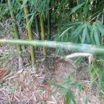 20131205 Fazenda Bambu Bambusa tuldoides mudas por mergulhia 002.jpg