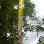 20131205 Fazenda Bambu Bambusa tuldoides mudas por mergulhia 003.jpg