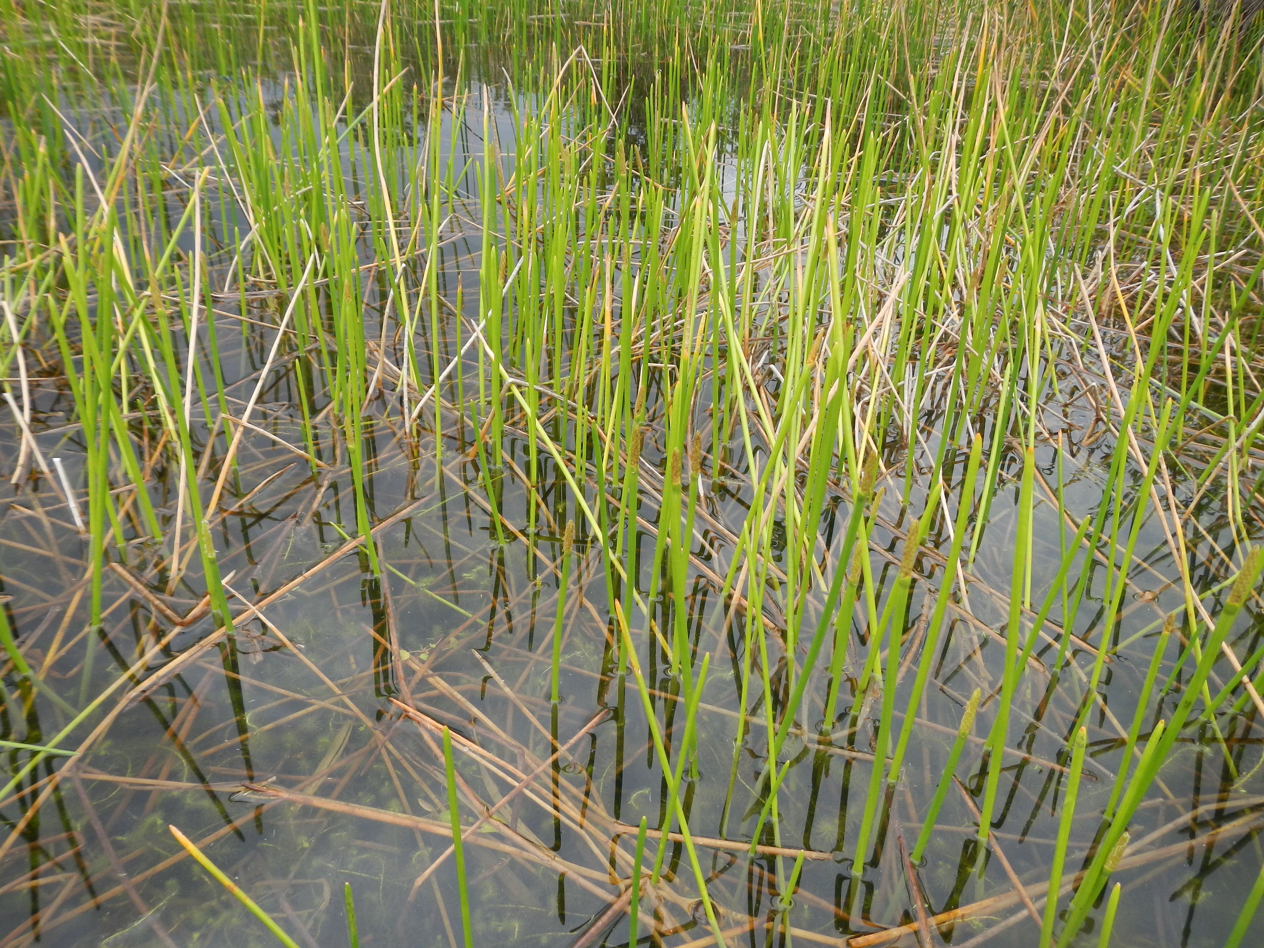 20131206 Fazenda Plantas aquáticas açude 002.jpg