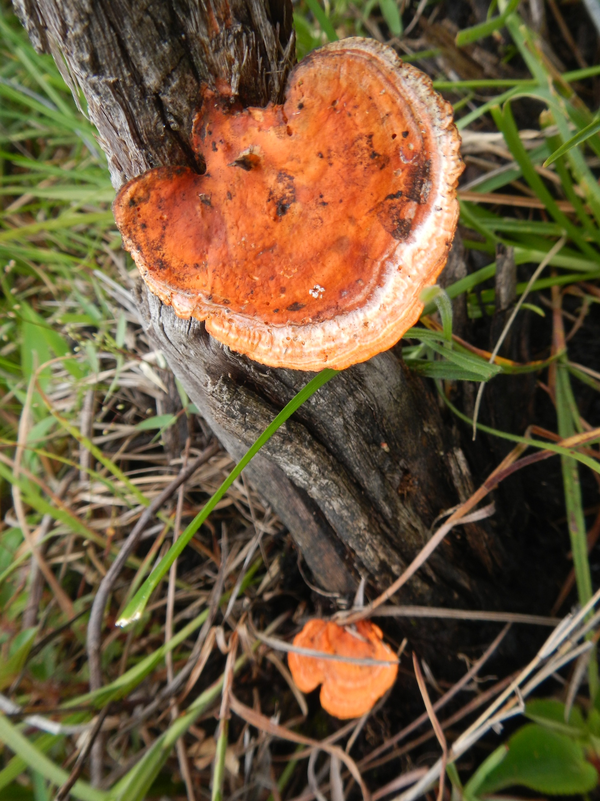 20131206 Fazenda Cogumelo funghi de tronco na pastagem.jpg