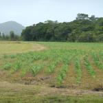 20140217 Fazenda Plantio Milho na área do Pivô 001.jpg