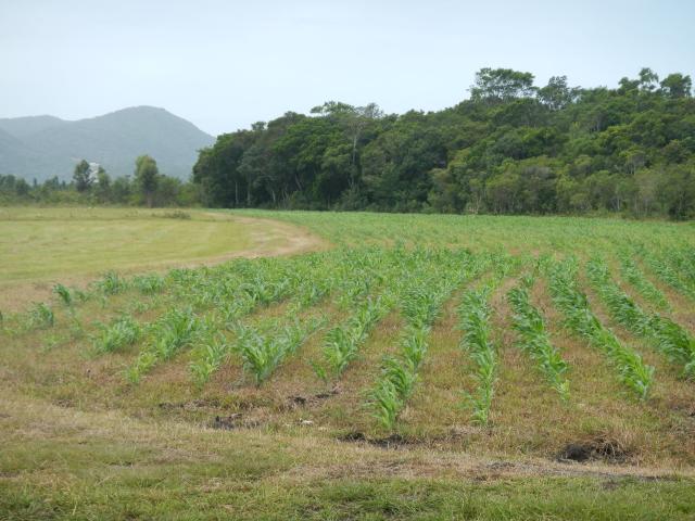 20140217 Fazenda Plantio Milho na área do Pivô 001.jpg