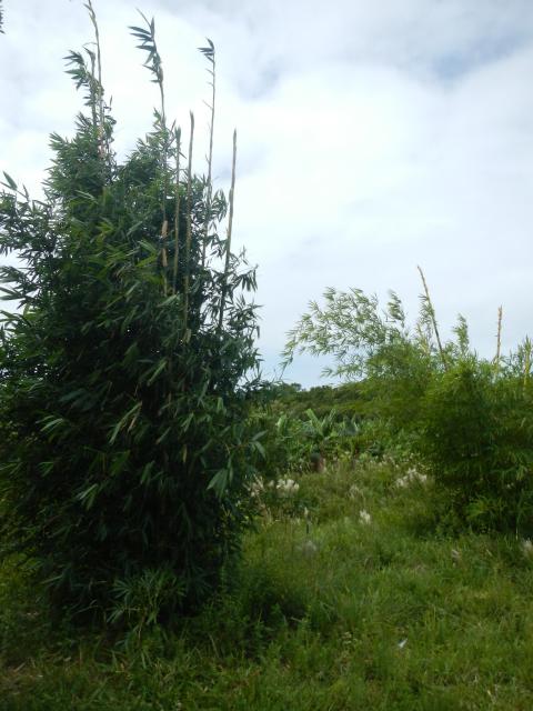20140217 Fazenda Silvicultura Bambus Bambuseto 001 Bambusa oldhamii.jpg