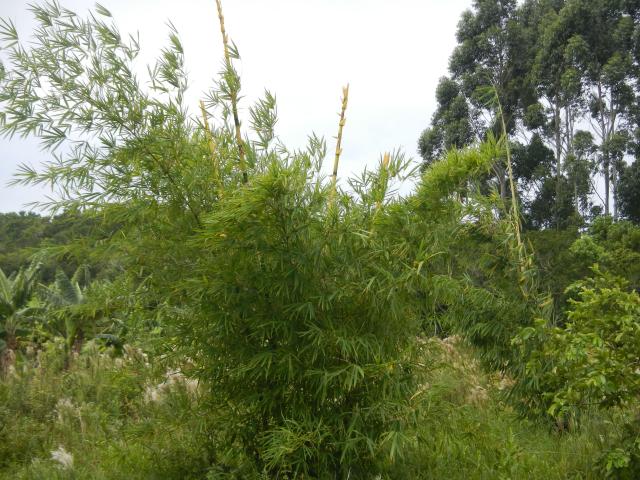 20140217 Fazenda Silvicultura Bambus Bambuseto 002 Bambusa vulgaris.jpg