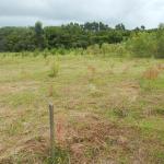 20140217 Fazenda Silvicultura mudas de eucalipto plantio 2 001.jpg