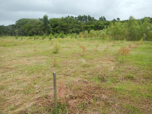 20140217 Fazenda Silvicultura mudas de eucalipto plantio 2 001.jpg