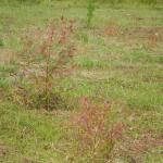 20140217 Fazenda Silvicultura mudas de eucalipto plantio 2 002.jpg