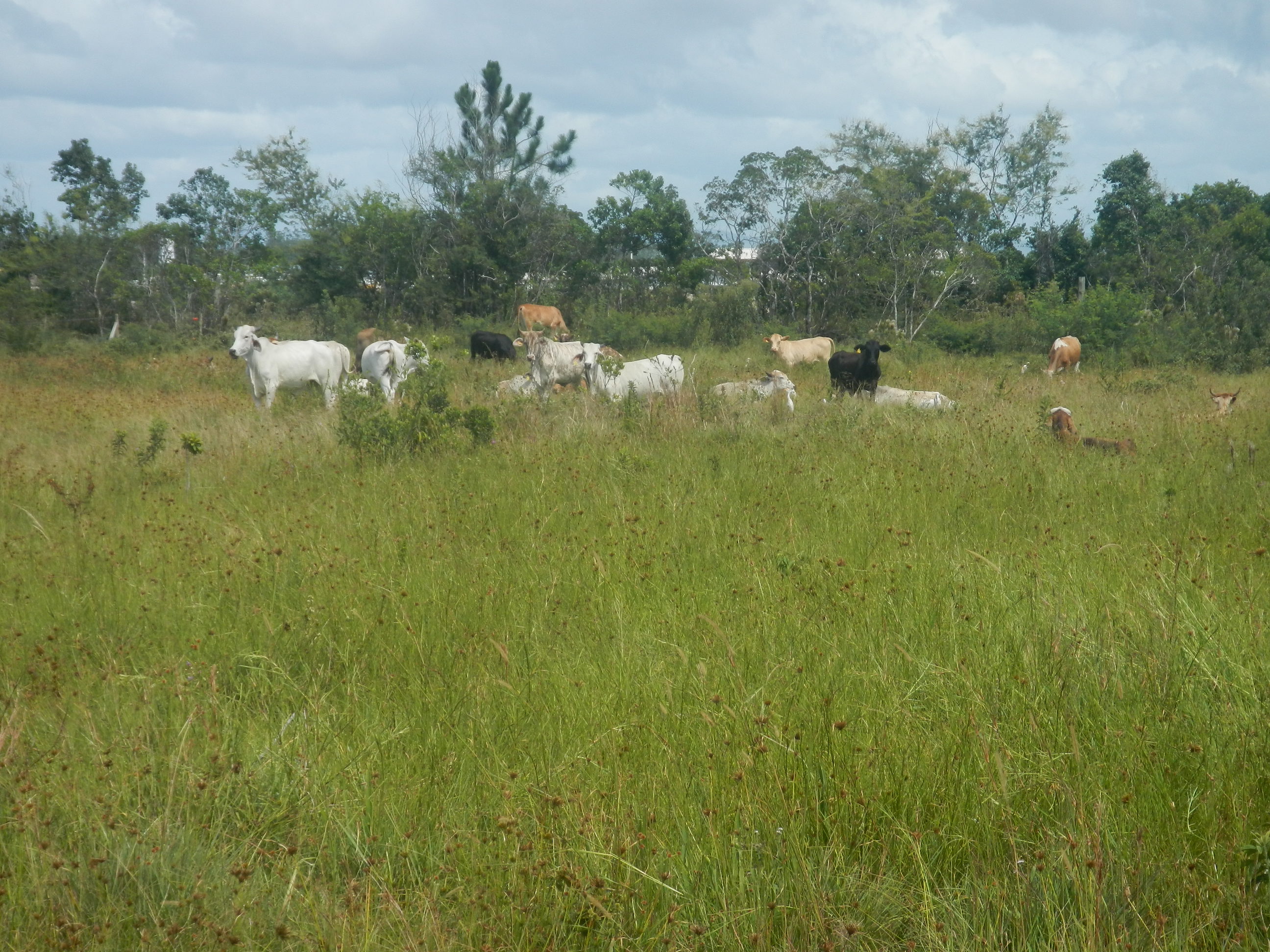 20140220 Fazenda Bovinos Pasto Cercas animais bovinocultura 004.jpg