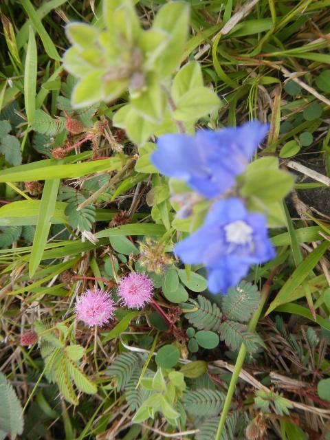 20140220 Fazenda Florada Mimosa pudica dormideira e flor azul 001.jpg