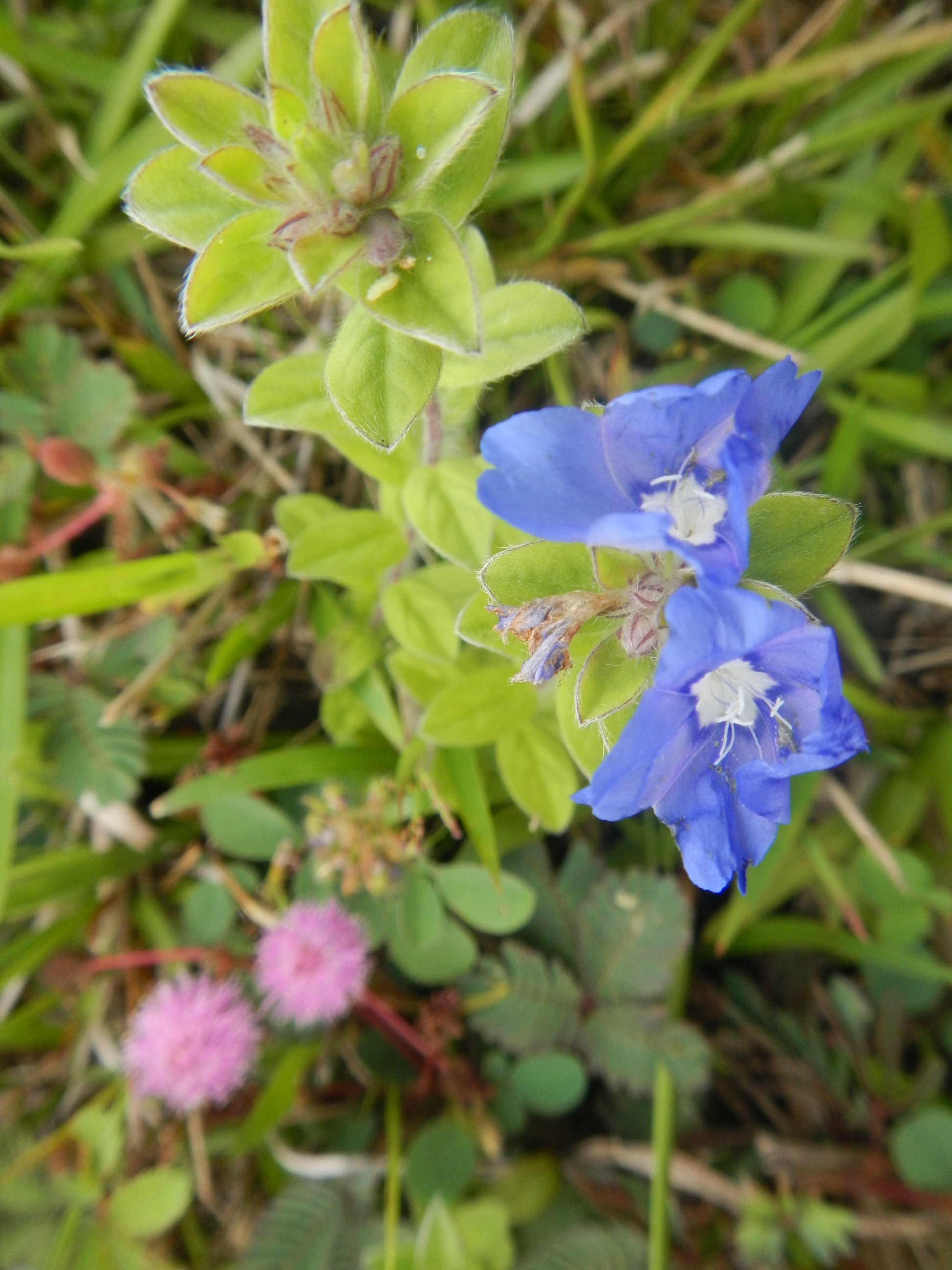 20140220 Fazenda Florada Mimosa pudica dormideira e flor azul 002.jpg