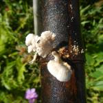 20140224 Fazenda Agroecologia Cogumelo funghi no bambu ADAE 001.jpg