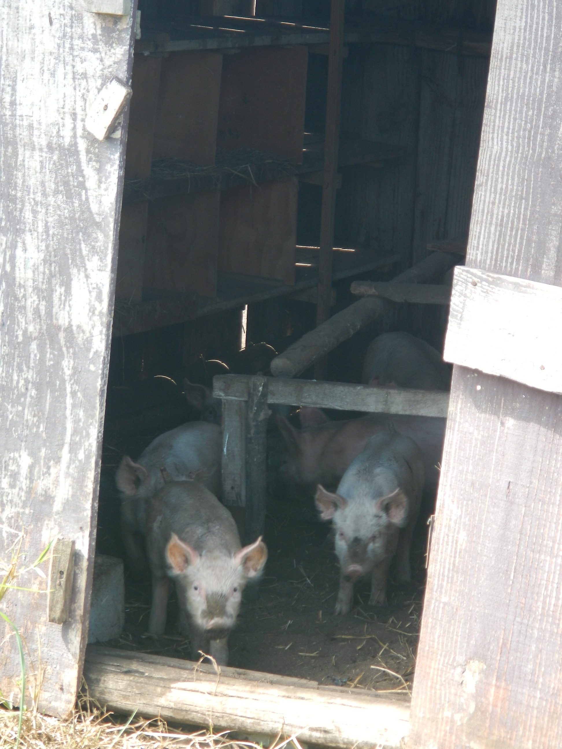 20140318 Fazenda Suinos SISCAL Porcos Ar livre 001.jpg