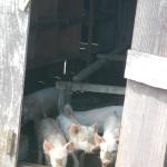 20140318 Fazenda Suinos SISCAL Porcos Ar livre 002.jpg