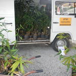 20140327 Carregamento encomenda de mudas bambus Porto da Lagoa 001.jpg