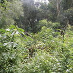 20140404 Fazenda Paisagem Mata Floresta central estrada 002.jpg